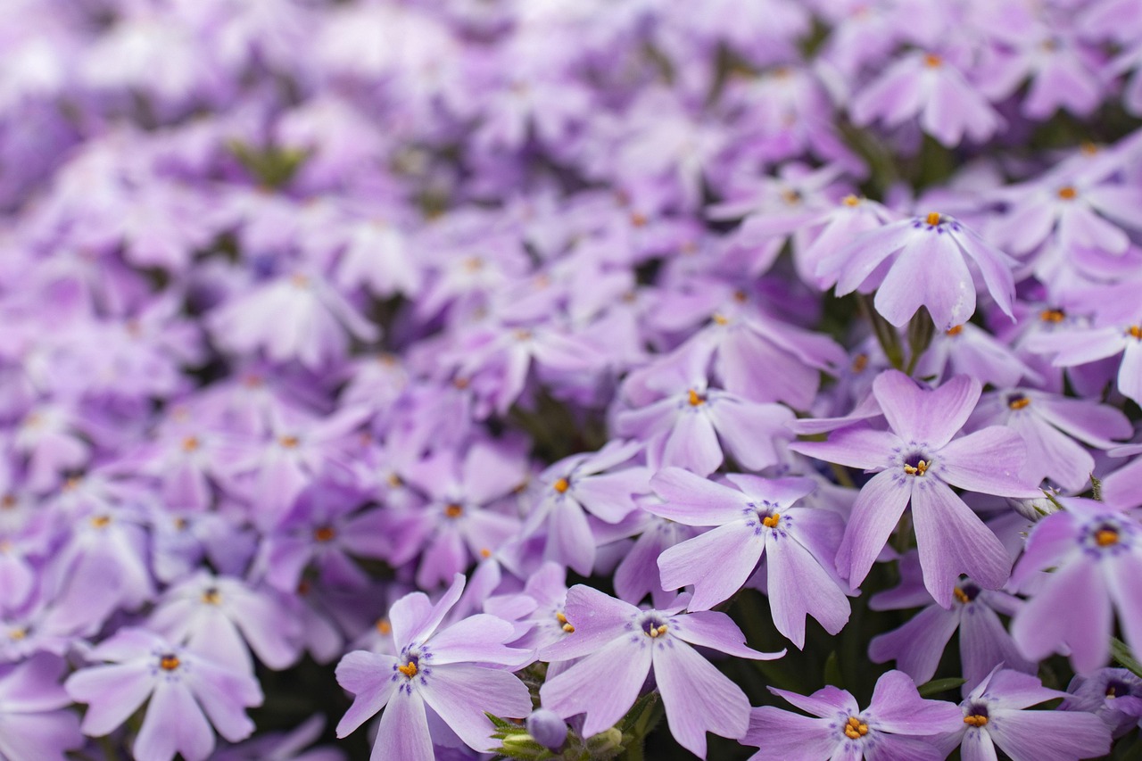 How to Grow a Cut Flower Garden for Bouquets